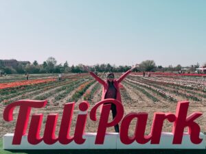 campo di tulipani a Bologna