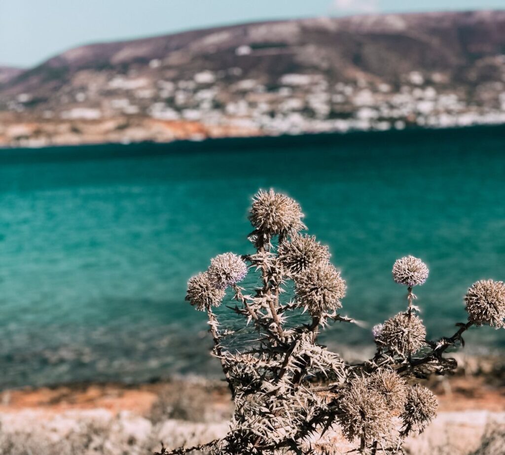 Paros è un'isola tutta da scoprire perché oltre alla vita notturna, ha anche molte spiagge incontaminate perfette per chi vuole rilassarsi in tranquillità