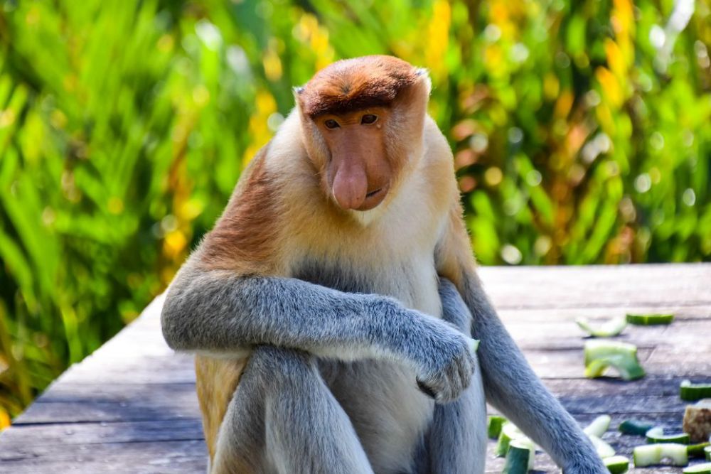 una scimmia nasica nel Borneo