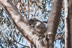 un koala a Kangaroo Island