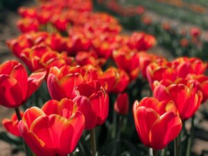 tulipani colorati nel campo di Bologna