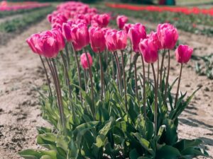 tulipani multicolore a Bologna
