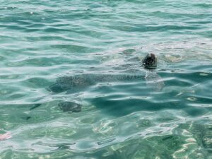 la tartaruga marina con cui ho fatto il bagno vicino a Konnos Beach