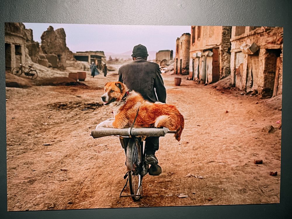 cane pastore Kochi in Afghanistan fotografato da Mc Curry