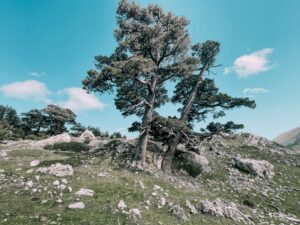 pini loricati all'interno del Parco del Pollino