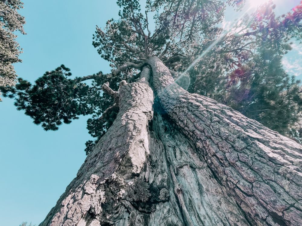 pino loricato ammirato durante una delle escursioni di trekking nel Pollino