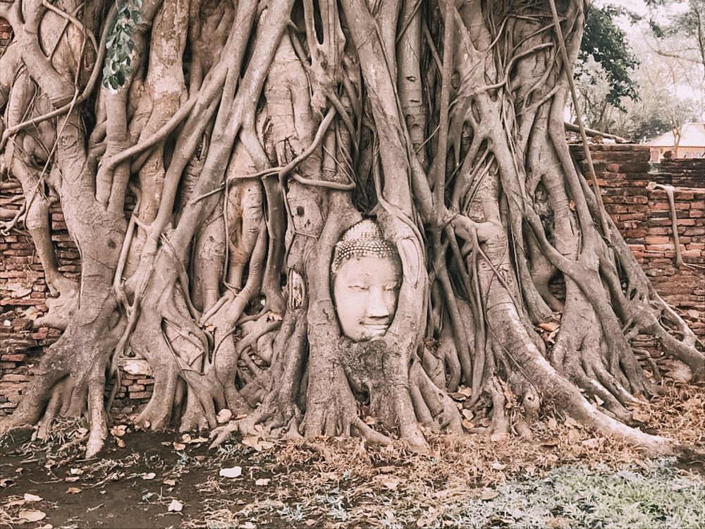 la celebre testa in arenaria di Buddha nel parco storico di Ayutthaya in Thailandia