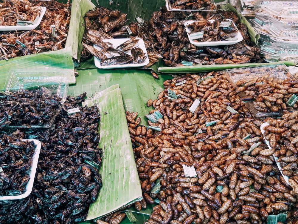 insetti fritti presso i mercati di Chiang Mai