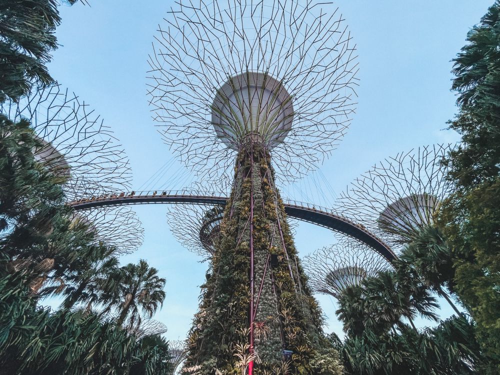 i Supertree sono gli alberi giganti di Gardens by the Bay a Singapore