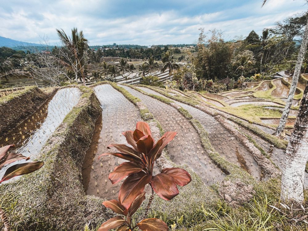 le verdi risaie di Jatiluwih a Bali
