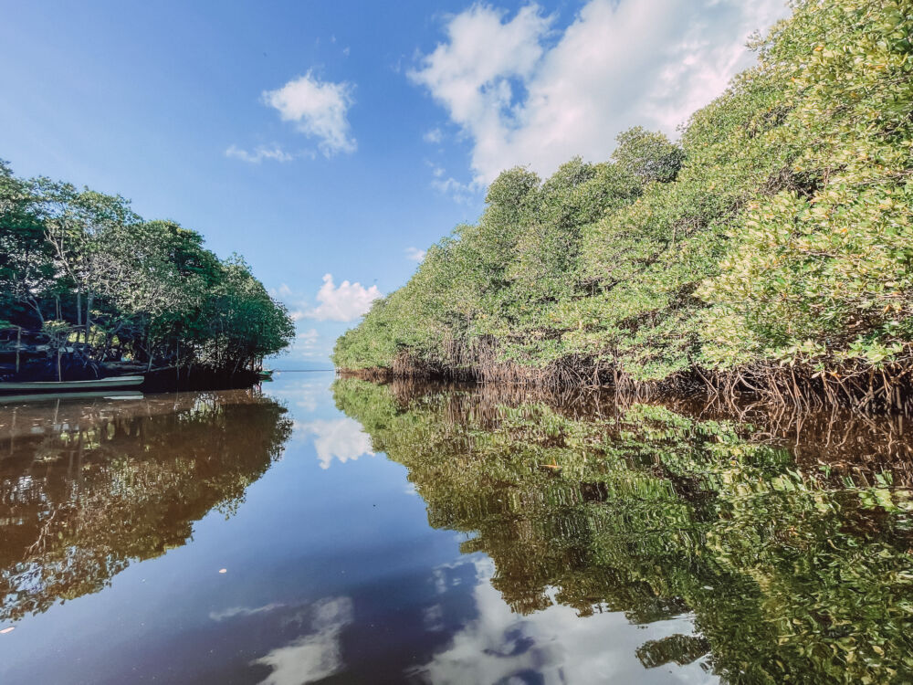 la foresta di mangrovie a Nusa Lembongan