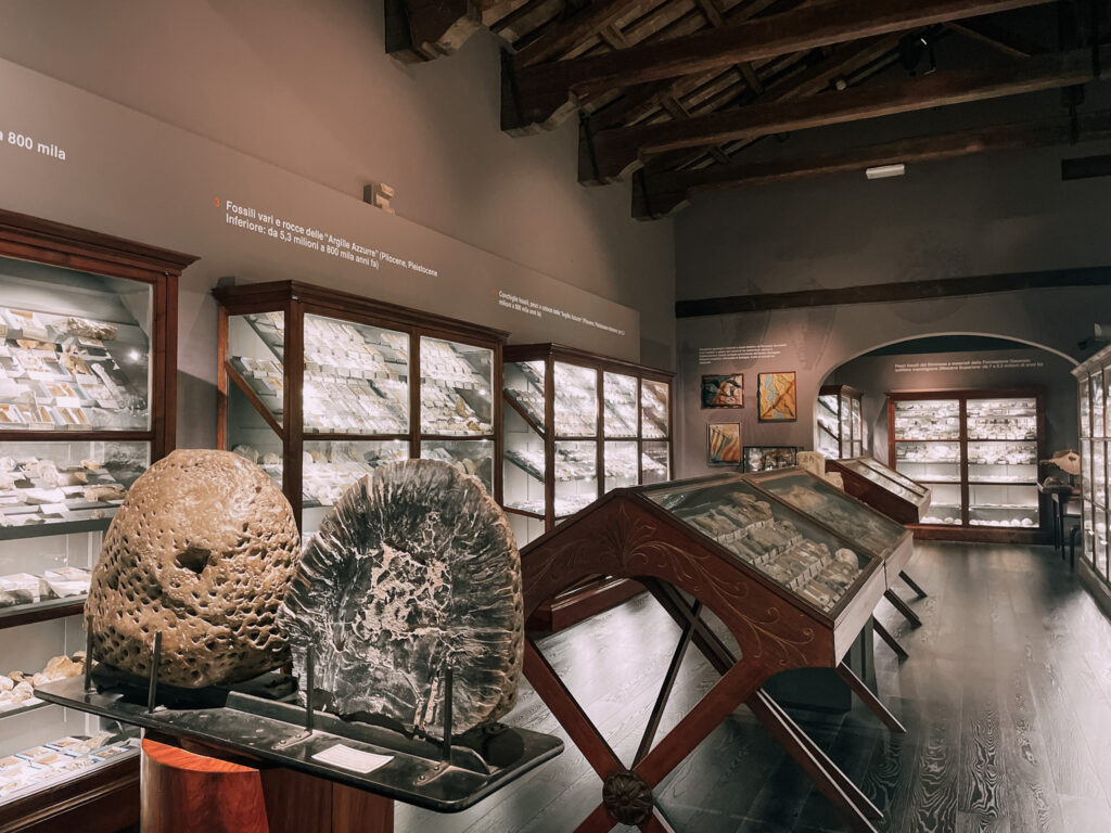 sezione dedicata ai fossili nel Museo Giuseppe Scarabelli a Imola