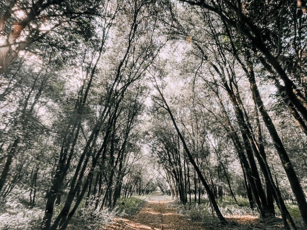 alberi all'interno del Bosco della Mesola presso il Delta del Po